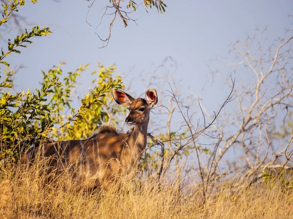 Velká Samice Kudu Tragelaphus Strepsiceros Mpumalanga Jižní Afrika — Stock fotografie