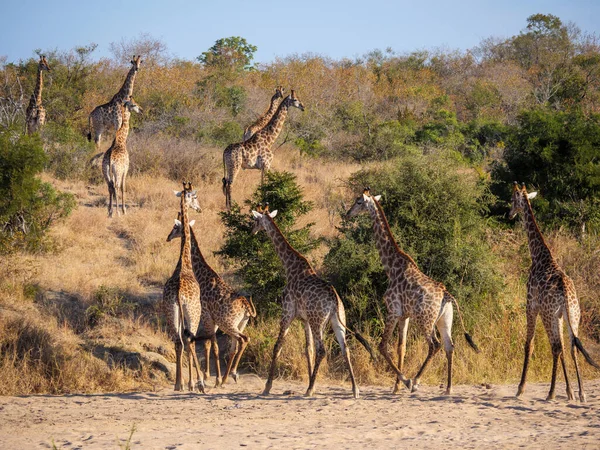 Úžasný Leopard Panthera Pardus Stromě Jeho Bushbuck Tragelaphus Scriptu Zabít — Stock fotografie