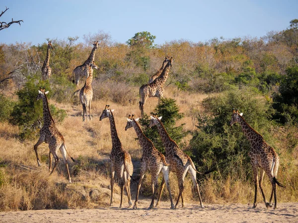 Úžasný Leopard Panthera Pardus Stromě Jeho Bushbuck Tragelaphus Scriptu Zabít — Stock fotografie