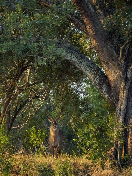 河流灌丛中的雄水母 Kobus Ellipsiprymnus Mpumalanga — 图库照片