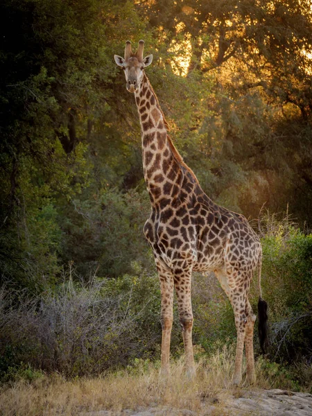 Zuid Afrikaanse Giraffe Kaap Giraffe Giraffa Camelopardalis Giraffa Mpumalanga Zuid — Stockfoto