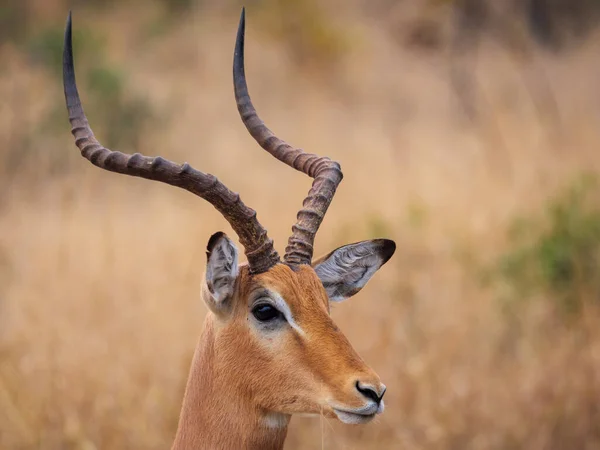 Samiec Impala Aepyceros Melampus Mpumalanga Republika Południowej Afryki — Zdjęcie stockowe