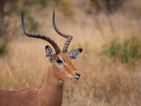 Impala Aepyceros Melampus Mannetje Mpumalanga Zuid Afrika — Stockfoto