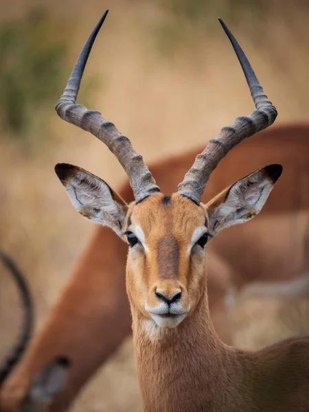 Impala Aepyceros Melampus ムプマランガ 南アフリカ — ストック写真