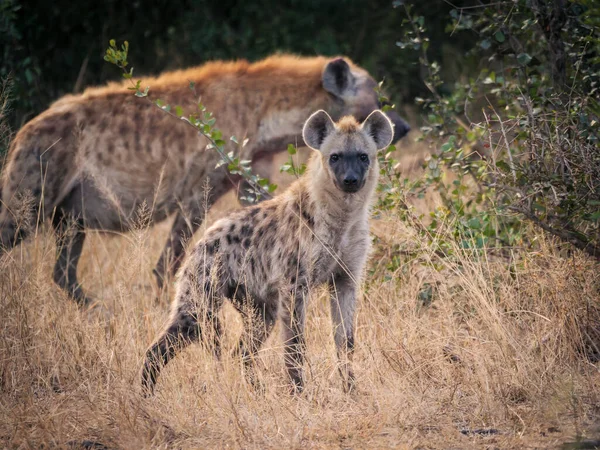 Spatřena Hyena Nebo Smích Hyena Crocuta Crocuta Mladistvý Dospělým Pozadí — Stock fotografie