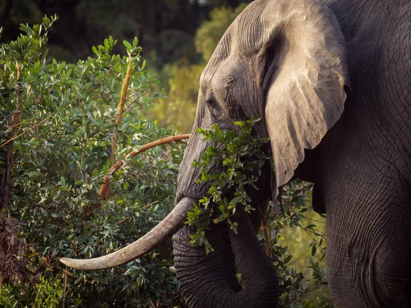 Afrikanischer Buschelefant Loxodonta Africana Oder Afrikanischer Savannenelefant Mpumalanga Südafrika — Stockfoto