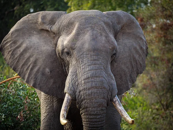 Afrikanischer Buschelefant Loxodonta Africana Oder Afrikanischer Savannenelefant Mpumalanga Südafrika — Stockfoto