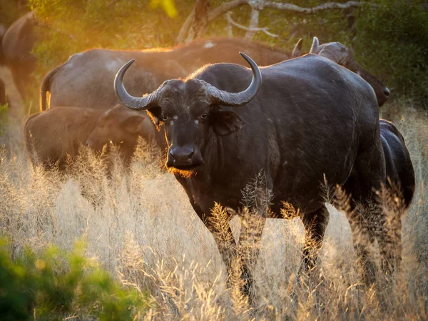 Afrika bufalosu ya da Cape Buffalo (Syncerus caffer) muhteşem bir öğleden sonra ışığında. Mpumalanga. Güney Afrika.