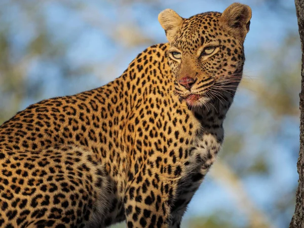 Toller Leopard Panthera Pardus Einem Baum Mpumalanga Südafrika — Stockfoto