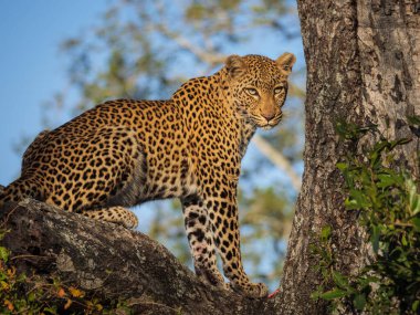 Ağaçtaki muhteşem leopar (Panthera pardus). Mpumalanga. Güney Afrika.