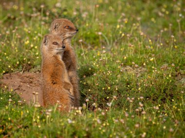 Sarı firavun faresi (Cynictis penicillata), veya kırmızı mirket veya mierkat. Doğu Burnu. Güney Afrika