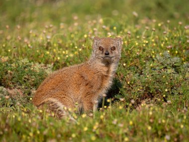Sarı firavun faresi (Cynictis penicillata), veya kırmızı mirket veya mierkat. Doğu Burnu. Güney Afrika
