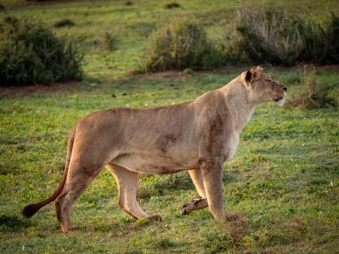 Aslan (Panthera leo) dişi (dişi aslan). Doğu Burnu. Güney Afrika