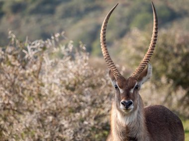Waterbuck (Kobus ellipsiprymnus) erkek. Doğu Burnu. Güney Afrika