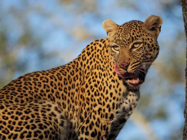 ツリー内の素晴らしいヒョウ Panthera Pardus ムプマランガ 南アフリカ — ストック写真
