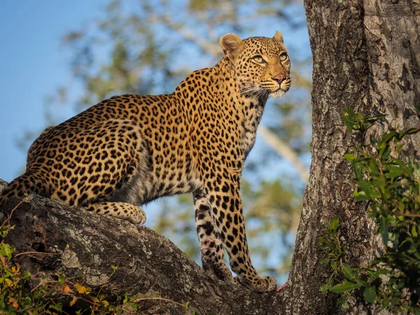 Ağaçtaki muhteşem leopar (Panthera pardus). Mpumalanga. Güney Afrika.