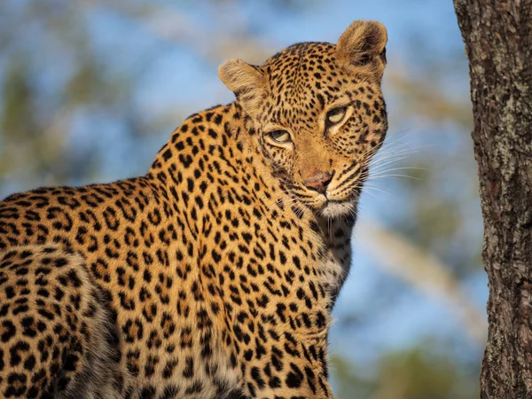 Ağaçtaki muhteşem leopar (Panthera pardus). Mpumalanga. Güney Afrika.