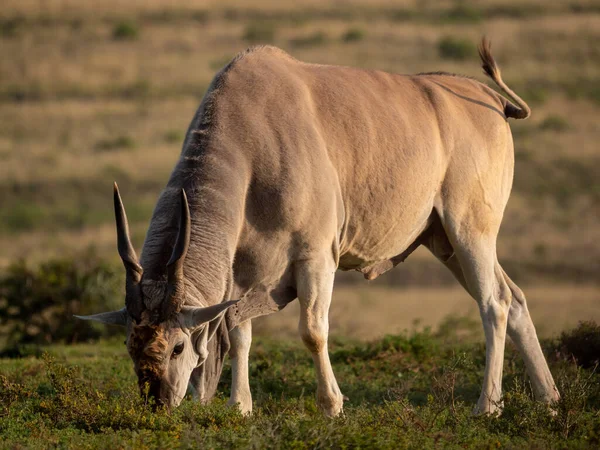 보통의 일런드영양 Taurotragus Oryx 남쪽의 일런드영양 일런드영양으로 도알려져 케이프 남아프리카 — 스톡 사진