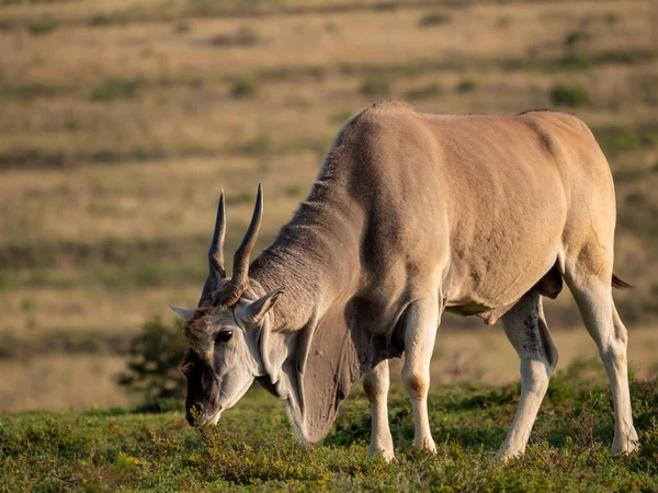 Общая Земля Taurotragus Oryx Известная Южная Земля Антилопа Восточный Мыс — стоковое фото