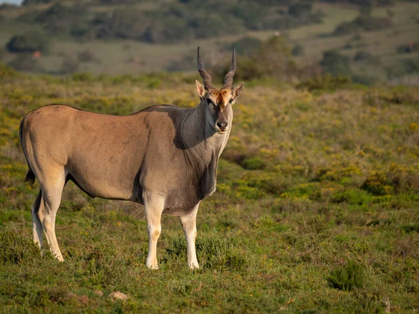 Elande Comum Taurotragus Oryx Também Conhecido Como Elande Sul Antílope — Fotografia de Stock