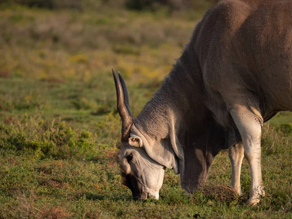 보통의 일런드영양 Taurotragus Oryx 남쪽의 일런드영양 일런드영양으로 도알려져 케이프 남아프리카 — 스톡 사진
