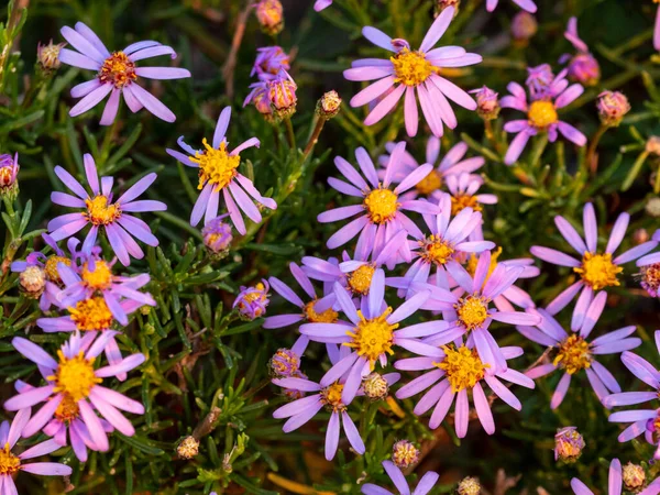 İnce yapraklı Felicia, iğne yapraklı Felicia, vahşi aster (Felicia filifolia). Doğu Burnu. Güney Afrika