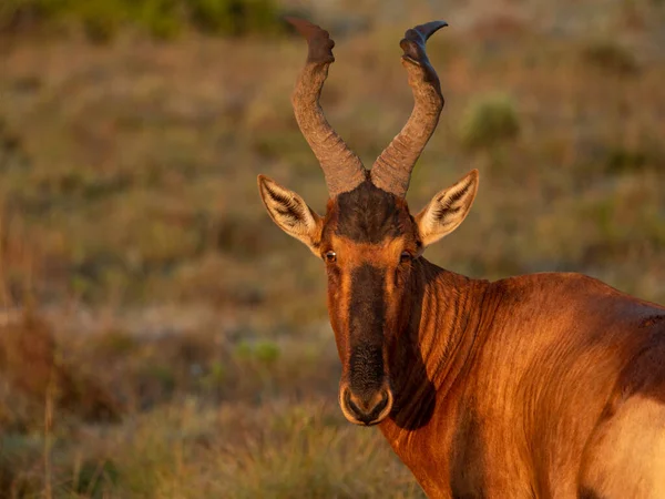 Rödnäbb Alcelaphus Buselaphus Caama Eller Alcelaphus Caama Östra Udden Sydafrika — Stockfoto