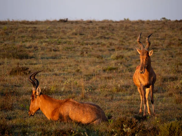 Alcelafo Rosso Alcelaphus Buselaphus Caama Alcelaphus Caama Capo Orientale Sudafrica — Foto Stock