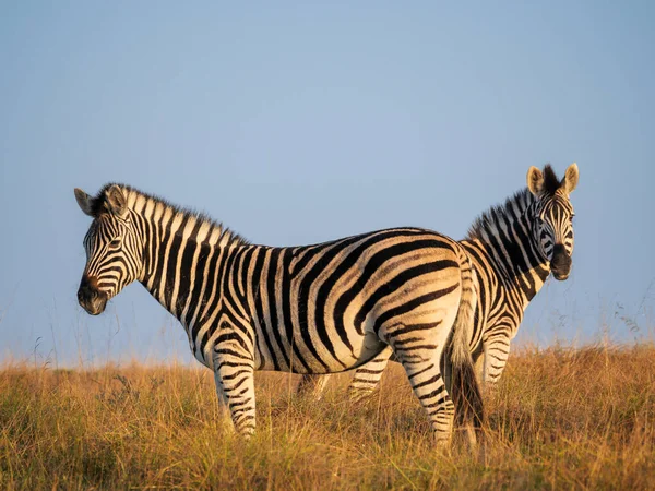 Düz Zebra Veya Yaygın Zebra Equus Quagga Eski Adıyla Equus — Stok fotoğraf