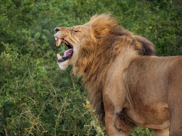 Lion Panthera Leo Montrant Position Des Volailles Réaction Des Volailles — Photo