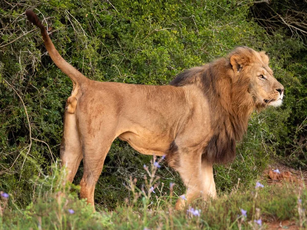 Oznakowanie Zapachu Lwa Panthera Leo Wschodni Cape Republika Południowej Afryki — Zdjęcie stockowe