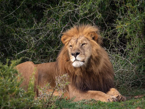 Leão Panthera Leo Cabo Oriental África Sul — Fotografia de Stock