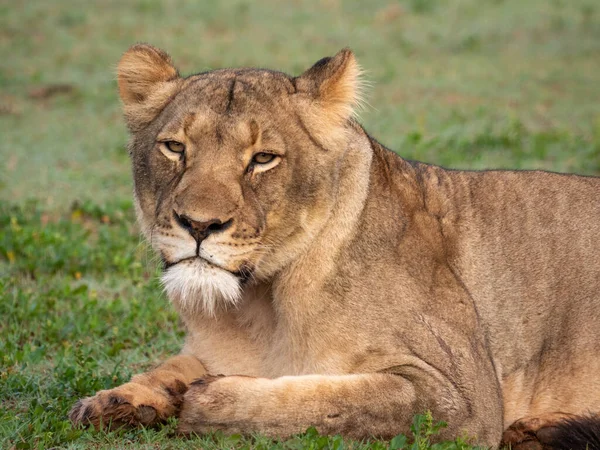 Lwa Panthera Leo Samica Lwica Wschodni Cape Republika Południowej Afryki — Zdjęcie stockowe