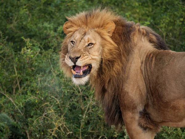 Lejon Panthera Leo Som Visar Loppmännens Position Loppmännens Reaktion Loppmännens — Stockfoto