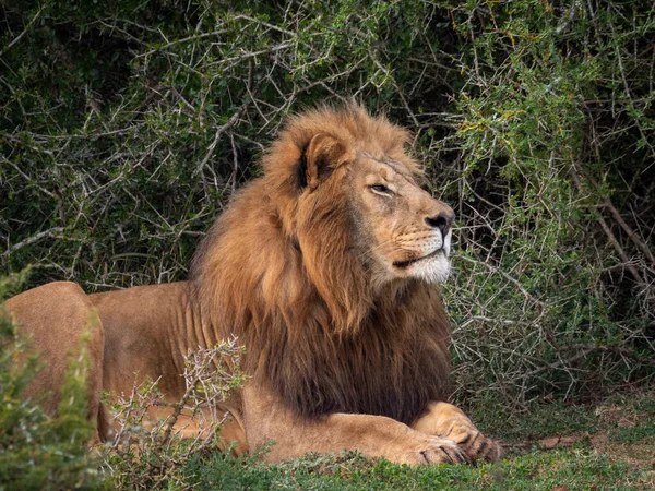 Lew Panthera Leo Wschodni Cape Republika Południowej Afryki — Zdjęcie stockowe