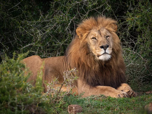 Lew Panthera Leo Wschodni Cape Republika Południowej Afryki — Zdjęcie stockowe