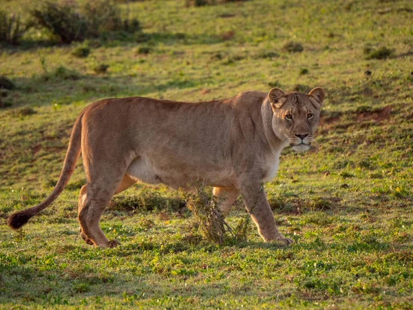 Lejon Panthera Leo Hona Lejoninna Östra Udden Sydafrika — Stockfoto