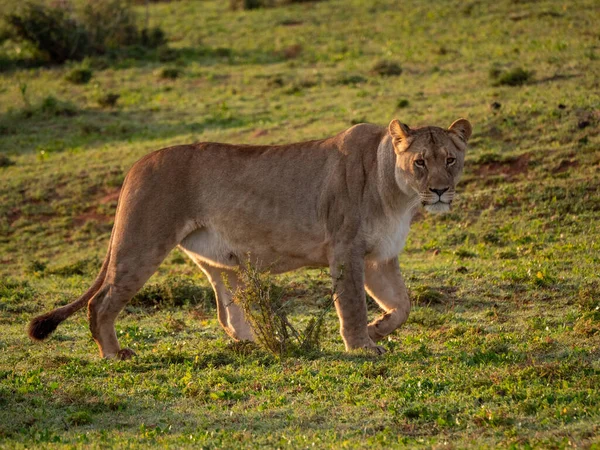 Lejon Panthera Leo Hona Lejoninna Östra Udden Sydafrika — Stockfoto