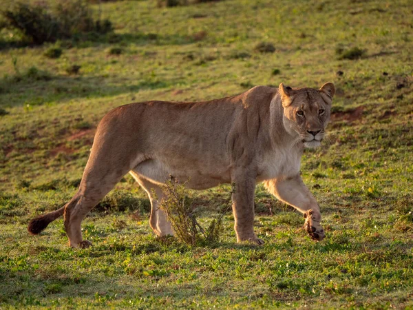 Лев Panthera Leo Самка Львица Восточный Мыс Южная Африка — стоковое фото