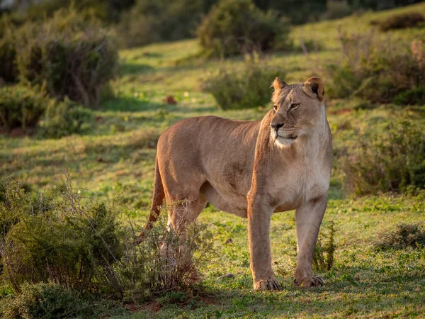 Leão Panthera Leo Fêmea Leoa Cabo Oriental África Sul — Fotografia de Stock