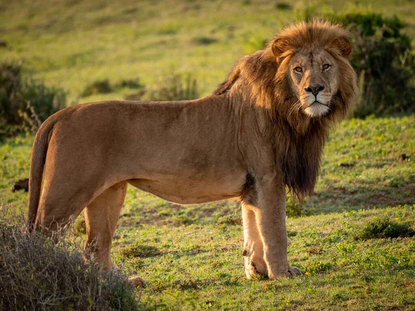 Leão Panthera Leo Cabo Oriental África Sul — Fotografia de Stock