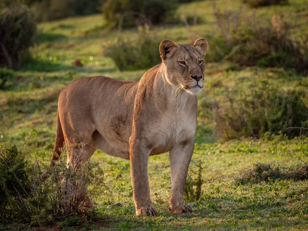 Leão Panthera Leo Fêmea Leoa Cabo Oriental África Sul — Fotografia de Stock