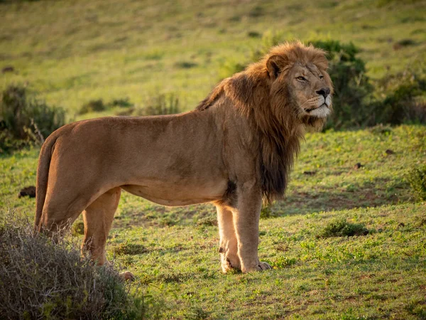 Leone Panthera Leo Capo Orientale Sudafrica — Foto Stock