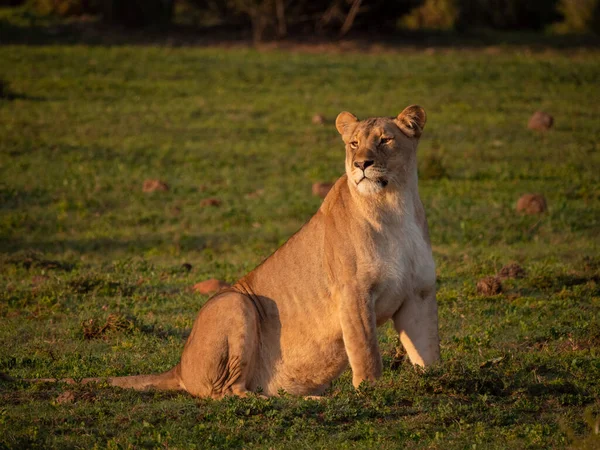 Leão Panthera Leo Fêmea Leoa Cabo Oriental África Sul — Fotografia de Stock