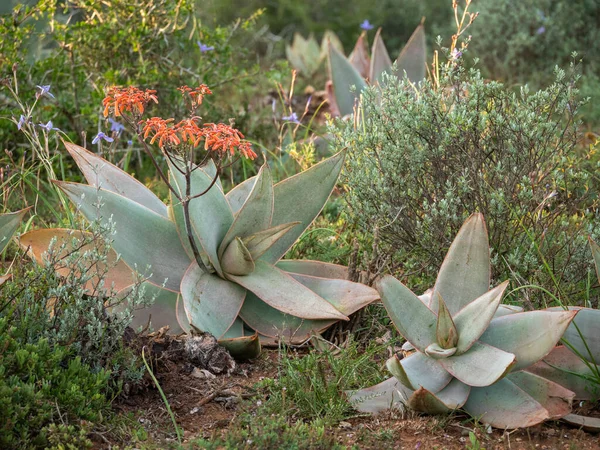 Mercan Aloe (Aloe striata). Doğu Burnu. Güney Afrika