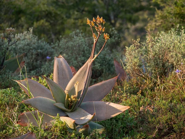 Aloès Corail Aloe Striata Cape Orientale Afrique Sud — Photo
