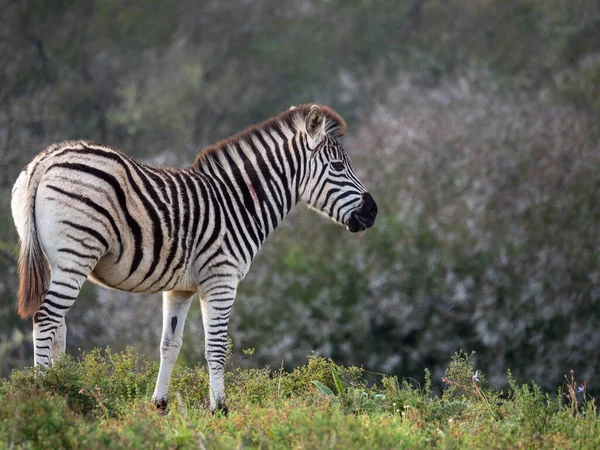 Zebra Das Planícies Zebra Comum Equus Quagga Anteriormente Equus Burchellii — Fotografia de Stock