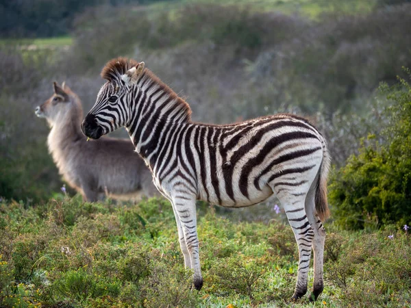 Düz Zebra Equus Quagga Eski Adıyla Equus Burchellii Arka Planda — Stok fotoğraf
