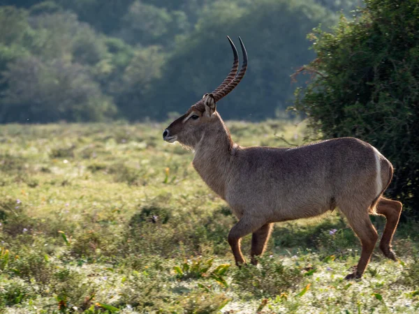 Waterbuck (Kobus ellipsiprymnus) erkek. Doğu Burnu. Güney Afrika