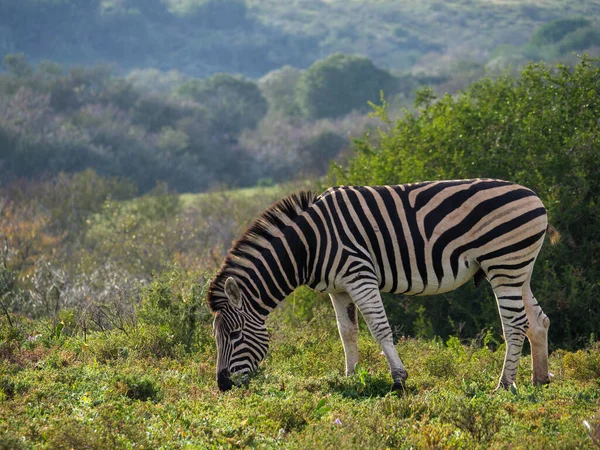 Düz Zebra Veya Yaygın Zebra Equus Quagga Eski Adıyla Equus — Stok fotoğraf